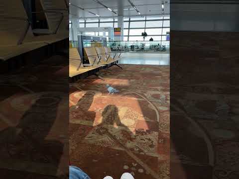 "✈️ Pigeon Spotted at Delhi Airport—Is It Flying Business Class?! 😂" #pigeonattack #delhiairport