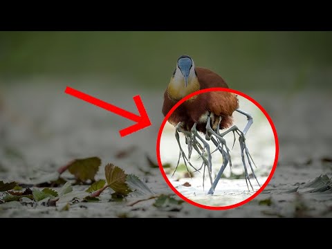 The 10 Most Bizarre Features in Animals