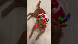 Sushi the Reindeer Dog ￼