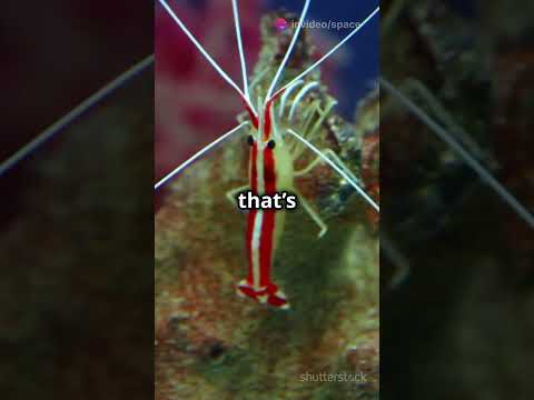 sound of the pistol shrimp can interfere with underwater communication used by submarines!" #youtube