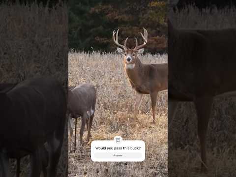 Would you pass this buck?! #hunting #deer #bowonly