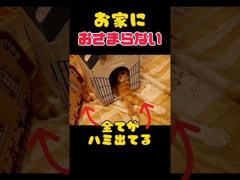 【まったり動画】全てがハミ出てる猫🐱 #shorts #猫 #cat