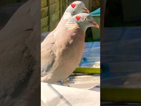 Welcome 🤗 back my Birds 🦅 🦅🕊️#shortsvideo #birds #wildlifeentertainment #birdslover