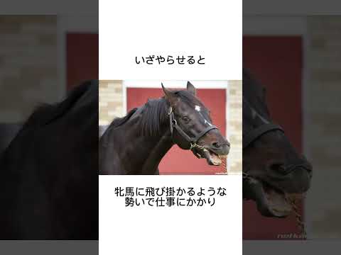 ステゴ産駒は個性的すぎる　#競馬 #馬 #騎手 #競艇 #競輪#雑学#ステイゴールド