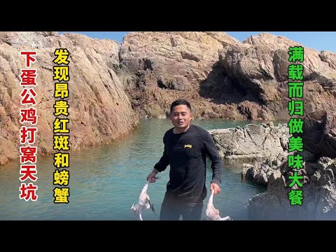 【阿向趕海】下蛋公雞打窩 喜獲昂貴紅斑，螃蟹扎堆聚窩，怒賺2000元