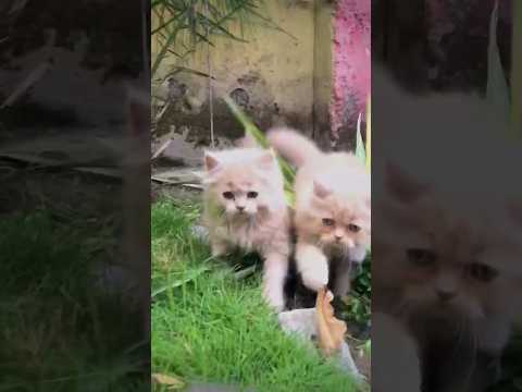 Fight ho gai 🤣 #shorts #youtubeshorts #cat #catlover #love #cute #kitten #funnyvideo #funny