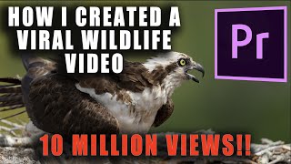 How I Created & Edited a Viral Wildlife Video - Adobe Premiere Pro