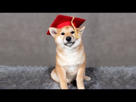 Shiba Graduates Puppy School!