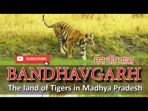 tiger reserve Bandhavgarh(mp)............ #bandhavgarhtigerreserve #wildanimals #madhyapradesh