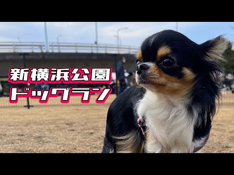 ドッグランへ何をしに行ったのかわからないチワワ【新横浜公園ドッグラン】