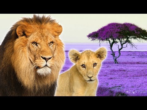 Big Cats for Kids - Animals for Kids - Lion, Tiger, Leopard, Jaguar and more