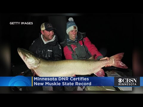 Minnesota DNR Certifies New Muskie State Record, Previous Record Dates Back To 1957