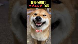 tiktokで5.9億回バズった動物ハプニング動画9選！9Animal Happenings Videos That Got 590 Million Buzz on tiktok!#犬#shorts