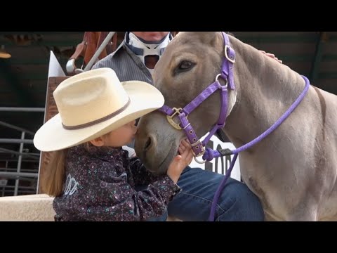 Celebrating the Might Mule at Mule Days