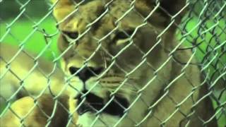 At a glance: Lion Country Safari in Loxahatchee, Florida