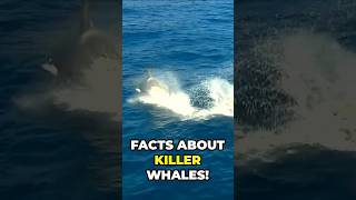 Facts about killer whales | #factsoftheday #explore #exploremore #facts #didyouknow #animalbehavior