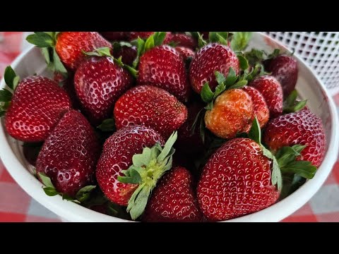 The Best Fresh Fruits and Veggies! #farmersmarket