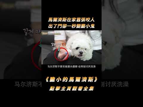 馬爾濟斯在家囂張咬人，出了門卻一秒變膽小鬼，訓犬師：狗沒問題#shorts