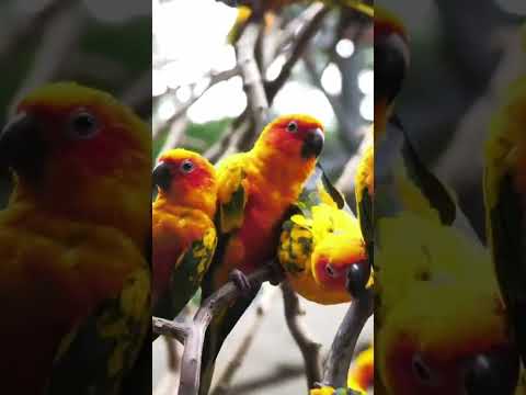 Beautiful Sun Conure Birds Perching And Beaking On A Branch/World Beautiful Birds Videos