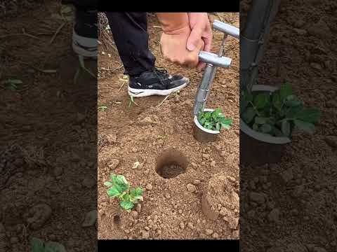 Side entry seedling planter #shorts #plantingtips #gardeningtips #lifetipsandtricks #amazing #diy