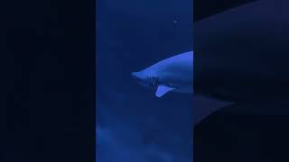 #music #lyrics #song #youtube #sharks #aquarium #aquariumfish #aquariumfishfish #sea