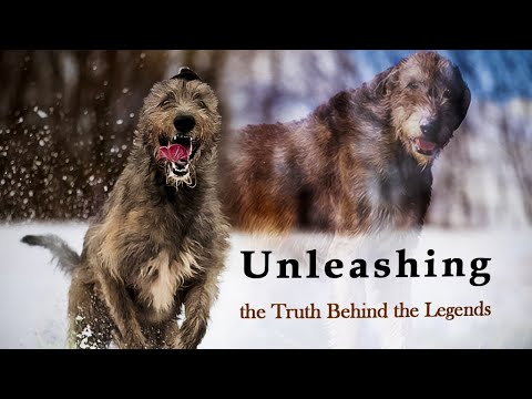 More Than Meets the Eye: 9 Extraordinary Facts About Irish Wolfhounds