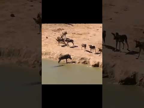 Warthog stuck between Wild Dogs and  Crocodile 🐊 #animals # lifelessons