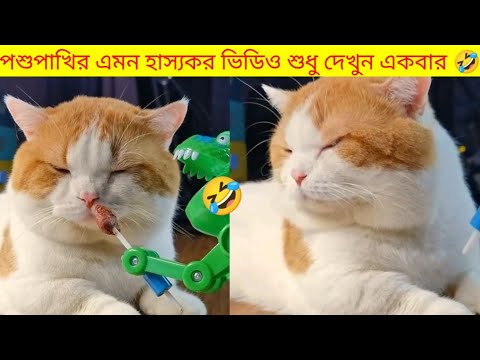 animal best funny sence 🤣||animal cat and dog lunching video||#funnyvideo #animalfunny #usmarttiko