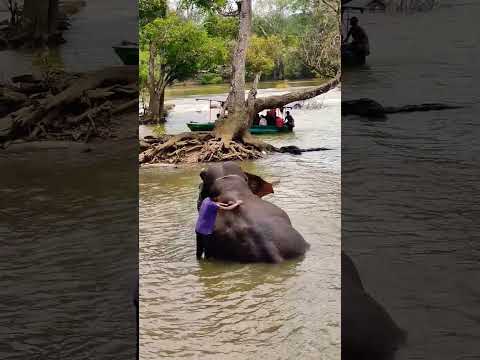 ##dubareelephantcamp #training #elephant #karnataka #coorgtourism #familyouting #youtubeshorts