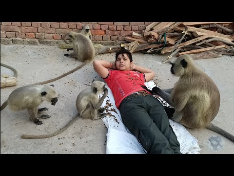 लंगूरों का दावत: लड़के की छाती पर चने खाने का अनोखा नज़ारा | Monkey Vlogs | Life Of Monkeys