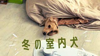 冬の室内犬