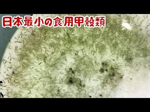 日本最小の食用甲殻類ヌカエビを貝殻で煮て食べた