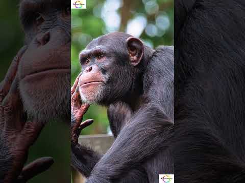 A comparison Orangutans, Chimpanzees, and Gorillas #shorts #shortsfeed #mystery  #weird #facts