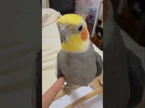 Adorable Cockatiel Larry's Cute and Funny Singing Moments 😅🦜 #cockatielscraze #birdsinging #cutepets