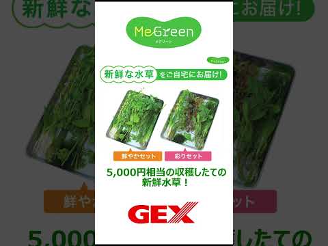 2024年新企画！自然を学びながら楽しむ、新しい趣味アクアリウム『MeGreen（メグリーン）』。生態系づくりを時には失敗しながら試行錯誤する「学びの趣味」をGEXは世の中に広めたいと考えました。