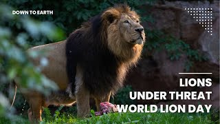 World Lion Day 2023 : How do we conserve our Asiatic Lions?