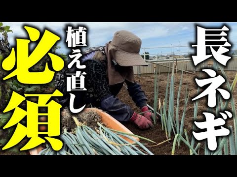 【立派な長ネギを収穫したい！】仮定植から本定植に移行【本定植】【味十八番】【太ネギ】【深ネギ】