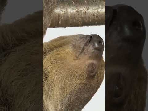 The Hilarious Life of Sloths: Nature's Slowpokes! #Sloths  #AnimalFacts #SlowMovers #SleepyHeads