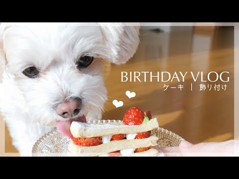 【3歳チワプーの誕生日VLOG】手作りケーキ🍰＆飾り付け🎉,成長の振り返りも📸【夫婦＆1歳児＆1匹】