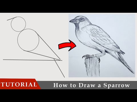 Easiest way of Drawing a realistic Sparrow