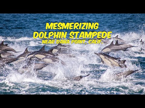 Mesmerizing DOLPHIN STAMPEDE | Dana Point, California