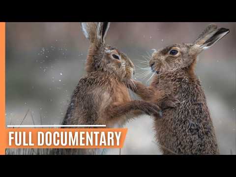 A Fascinating Journey into Nature's Renewal | Full Documentary