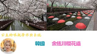 🇰🇷余佐川櫻花道及鎮海市隨處可見美麗夢幻櫻花🌸綿延幾公里非常浪漫