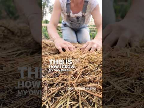 How I grow my own #garden mulch for healthier #soil