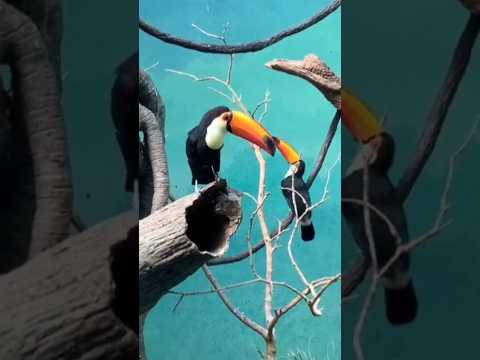 Toco toucan bird | Hornbill #shorts#viral#birds#birdsphotography #love#cute#hd