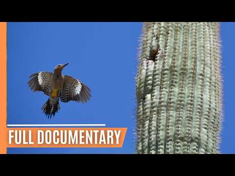 Exploring North America's Diverse Sonoran Desert | Full Documentary