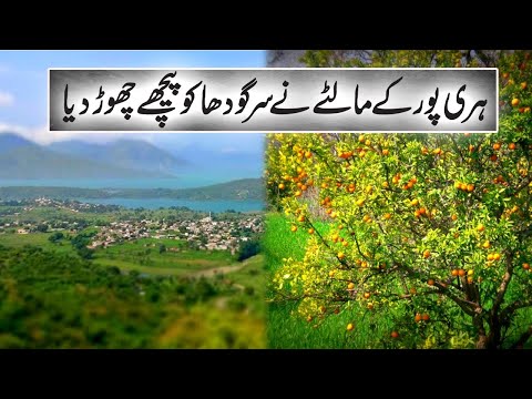 Haripur Ky Malton Ny Sargodha ko Bhi Peechay Chor Dia | Aik Talkshawk