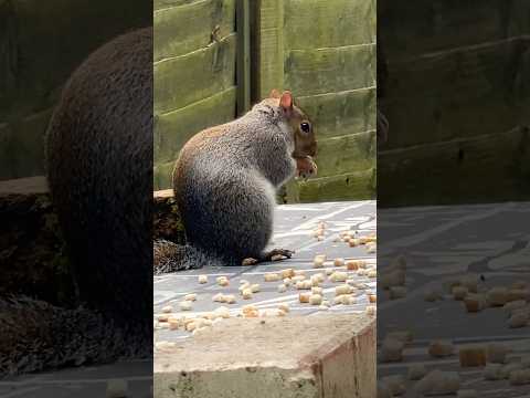 Squirrel eating his Breakfast 🥞 🥜🐿️ #shortsvideo #shorts #squirrel #squirreladventures