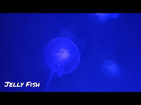 Jelly Fish with Family #jellyfish #jellyfishsquad