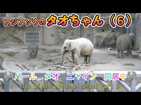 アジアゾウのタオちゃん（６）🐘パール　タオ　ニャイン　同居中🐘（円山動物園）Tao of the Asian elephant Part 6